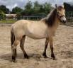 Mare New Forest For sale 2023 Buckskin