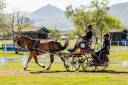 Carriage - Marathon for competition  Polonais competition  