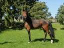 Perspective mare for sale