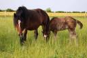 Filly Shire For sale 2026 Black