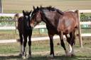 Filly Shire For sale 2026 Black
