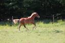 Filly French Saddle Pony For sale 2025 Chesnut