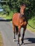 Mare French Trotter For sale 2016 Bay