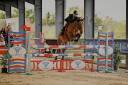 Mare French Saddle Pony For loan 2013 Bay