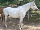 Mare PRE Pure Spanish Bred For sale 2015 Grey