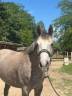 Mare Origin Recorded For sale 2022 Grey
