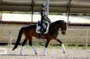 Outstanding young dressage mare 