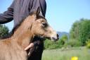Filly Welsh Part Bred For sale 2026 Buckskin