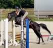 Gelding KWPN Dutch Warmblood For sale 2022 Black