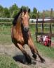Mare Connemara For sale 2023 Buckskin