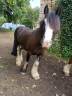 Gelding Other Pony Breed For sale 2021 Black