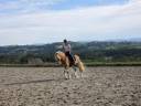 Gelding Haflinger For sale 2019 Silver dapple