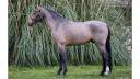 Gelding Belgian Riding Pony For sale 2016 Bay