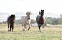 Riding teacher - Self employed Half time - Haute-Garonne France