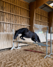 Mare Origin Recorded For sale 2021 Black