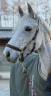 Gelding Connemara For sale 2011 Grey
