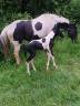 Colt Unkown Horse Breed For sale 2026 Coloured
