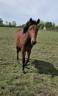 Mare New Forest For sale 2024 Bay