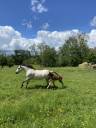 Mare Connemara For sale 2017 Grey