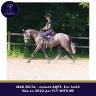 Mare AQPS For sale 2022 Grey