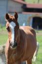 Mare Origin Recorded For sale 2024 Chesnut