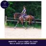 Mare AQPS For sale 2022 Dark Bay