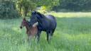 Broodmare Selle Fran&ccedil;ais For sale 2005 Black
