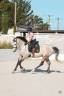 Gelding KWPN Dutch Warmblood For sale 2019 Buckskin