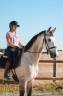 Gelding KWPN Dutch Warmblood For sale 2019 Buckskin