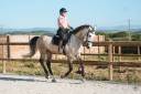 Gelding KWPN Dutch Warmblood For sale 2019 Buckskin