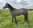 Mare Welsh Part Bred For sale 2022 Grey