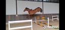 Gelding Zangersheide For sale 2022 Brown