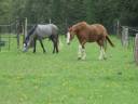 Equestrian property  Seine-et-Marne