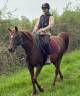 Mare Arabian For sale 2016 Liver chestnut