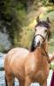 Gelding Origin Recorded For sale 2020 Buckskin