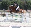 Gelding French Saddle Pony For sale 2020 Silver dapple
