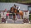Gelding French Saddle Pony For sale 2020 Bay