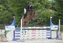 Gelding Selle Fran&ccedil;ais For sale 2021 Bay