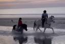 Gelding Connemara For sale 2013 Grey