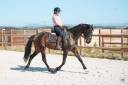 Mare KWPN Dutch Warmblood For sale 2020 Bay