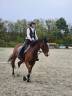Mare KWPN Dutch Warmblood For sale 2020 Bay