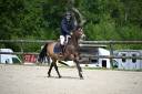 Gelding French Saddle Pony For sale 2013 Buckskin