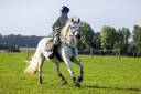 Gelding Connemara For sale 2013 Grey