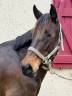 Mare No Origin Recorded For sale 2022 Bay