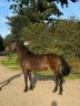 Mare Arabian For sale 2020 Bay