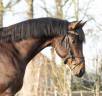 Entire KWPN Dutch Warmblood For sale 2022 Brown