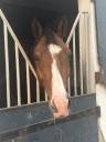 Gelding Selle Fran&ccedil;ais For sale 2020 Bay
