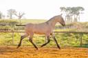 Colt Lusitano For sale 2025 Dun