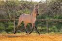 Colt Lusitano For sale 2025 Dun