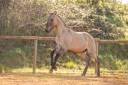 Colt Lusitano For sale 2025 Dun